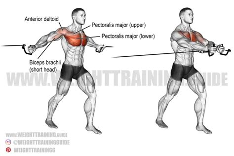 Standing cable chest press instructions and video | Weight Training Guide