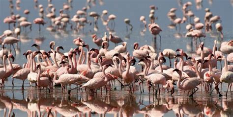 Lake Natron flamingos in Tanzania- Best time to visit Lake Natron