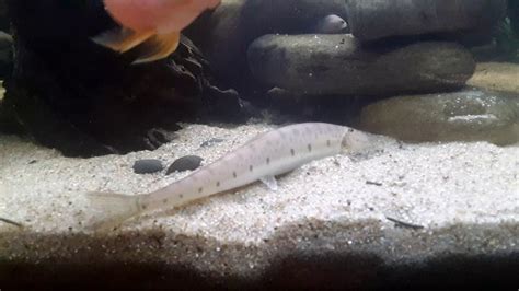 Horseface loach rare appearance - YouTube