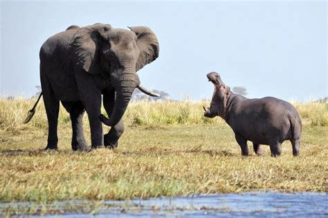 Hippo vs. Elephant: Giants Face Off | Animals, Animals wild, Elephant