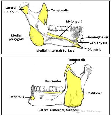 The Mandible - Structure - Attachments - Fractures - TeachMeAnatomy