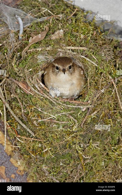 Winter Wren at Nest Stock Photo - Alamy