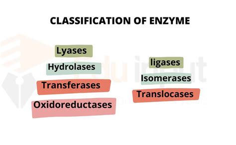 Biological Catalyst-Enzyme | Nomenclature of Enzyme