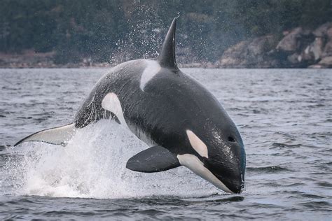 Killer Whales - Orcinus Orca, Vancouver Island Whale Watch