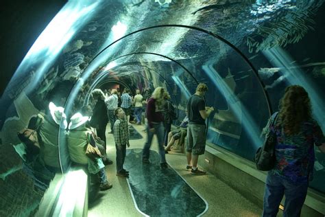 Aquarium Tube | This was taken at the Oregon Coast Aquarium … | Flickr