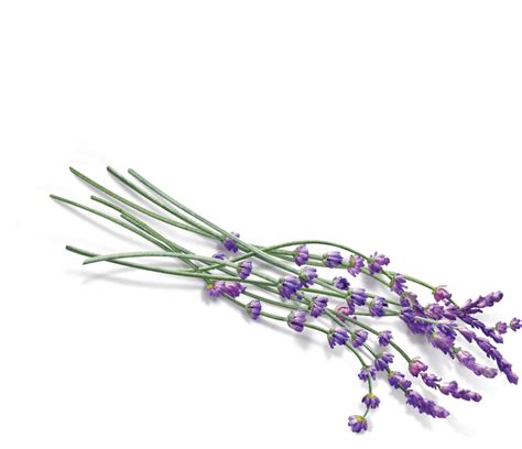 Lavendar Wreath Transparent Png Download Lavender Cli - vrogue.co