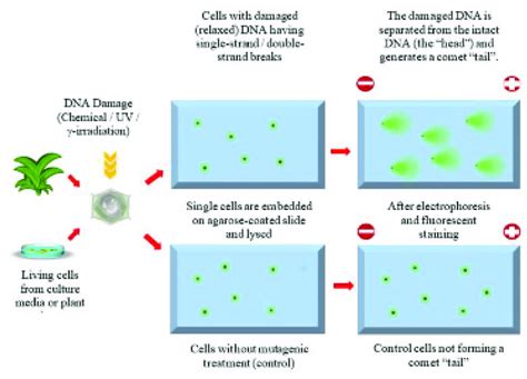 3. Comet assay -principle (modified for plant tissue,... | Download ...