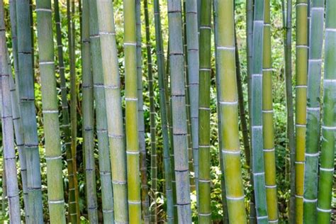 Phyllostachys edulis (Moso Bamboo)