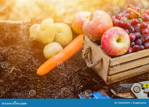 Fall harvest cornucopia stock image. Image of autumn - 126054399