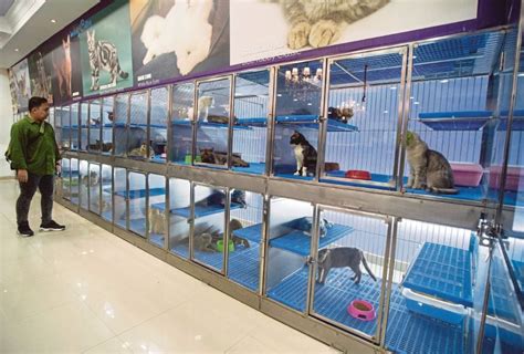 Shah Alam pet store fed up over allegations of animal abuse | New ...