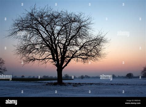 tree photography in winter Stock Photo - Alamy