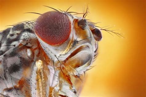 25+ Ways to Get Rid of Fruit Flies And Keep Them Away