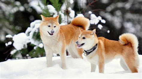 Shiba Inu Wallpapers - Top Free Shiba Inu Backgrounds - WallpaperAccess