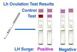 How to Conceive a Baby Boy or Girl: What is Ovulation Predictor?