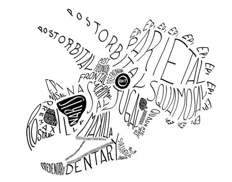 Calligram of the Anatomy of a Triceratops Skull | cubelight gfx