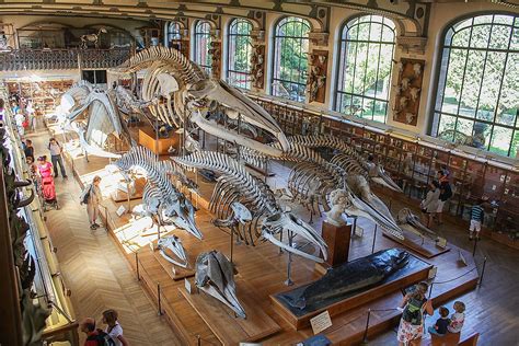 10 Best Natural History Museums Around The Globe - WorldAtlas