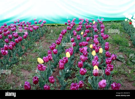 Tulip flower and Tulip festival in Kashmir. Beautiful wall mounting ...