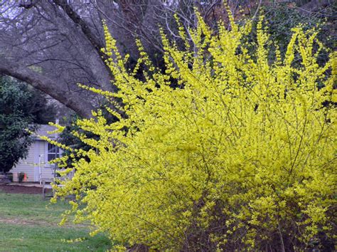 Forsythia | Home & Garden Information Center