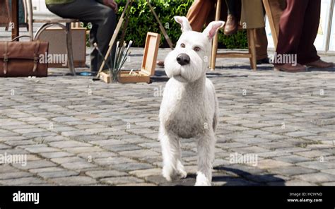 THE ADVENTURES OF TINTIN, Snowy, 2011, ©Paramount Pictures/courtesy Everett Collection Stock ...