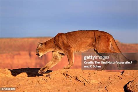 85 Desert Mountain Lion Stock Photos, High-Res Pictures, and Images ...