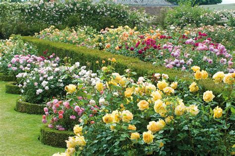 English Roses in the House & Garden: David Austin's The English Roses