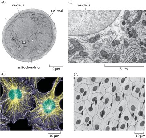 Plant Cells Microscope Nucleus