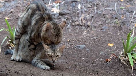 What Happens During Cat Mating Season? - The Cat Bandit Blog