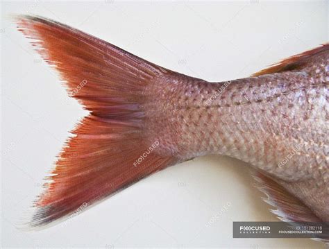 Fresh fish tail fin — nutrition, diet - Stock Photo | #151282118