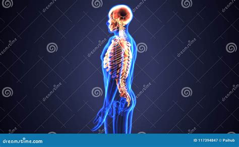 3d Illustration of Axial Skeleton Include : Skull , Vertebral Column and Ribs. Stock ...