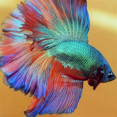 Flaring betta fish | Betta fish, Betta, Siamese fighting fish