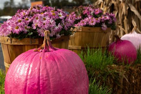 Pink Pumpkins on Halloween: What Do They Mean? | Color Meanings