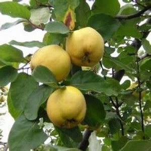 Fertilizing Deciduous Fruit Trees | Pat Welsh Organic and Southern ...