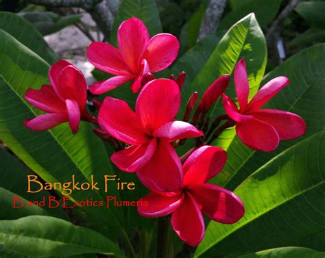 BANGKOK FIRE PLUMERIA RUBRA SEEDS, 5 seeds