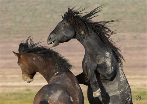 Wild Horses Fighting - Onaqui Herd - Photography of Wild Horses ...