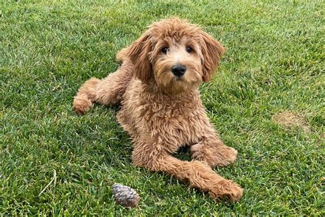 The Red Goldendoodle: 15 Things You Didn't Know About This Doodle