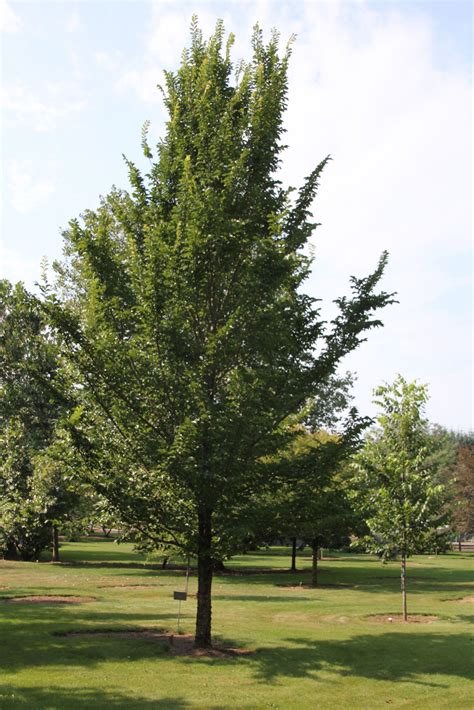 Dutch Elm Disease (DED) Resistant Elm Species and Cultivars » WAA-ISA