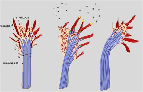 Dynamic microtubules regulate growth cone turning and axon guidance | Download Scientific Diagram