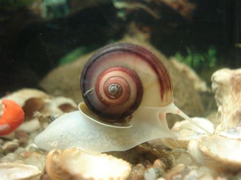 What to do About Aquarium Snail Infestations