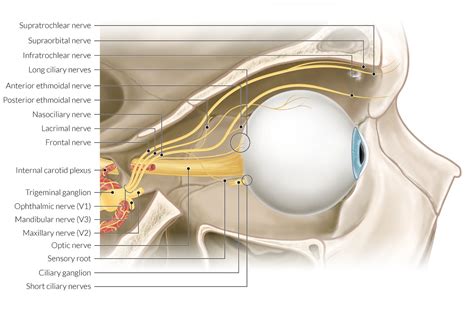 Optic Nerve Anatomy