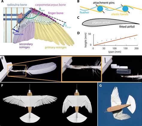 PigeonBot Drone Uses Wings and Actual Feathers to Fly Like a Bird - autoevolution