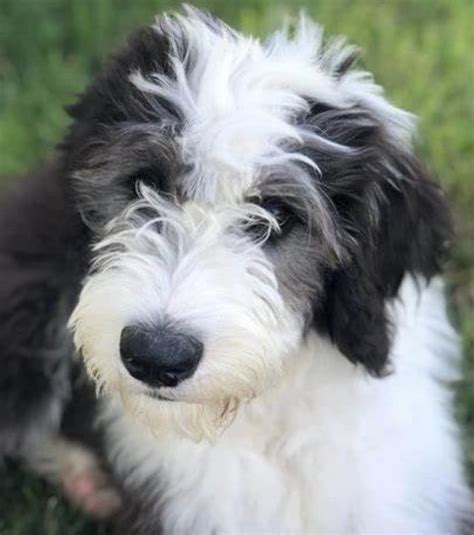 Mini Sheepadoodle Guide: Size, Lifespan, Temperament, Price etc. | PupTraveller