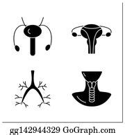 3 Human Internal Organs Glyph Icons Set Bronchi Clip Art | Royalty Free ...