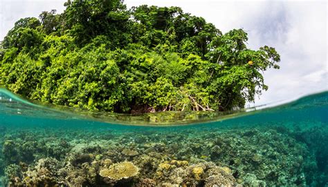 Coral Reef Mangroves