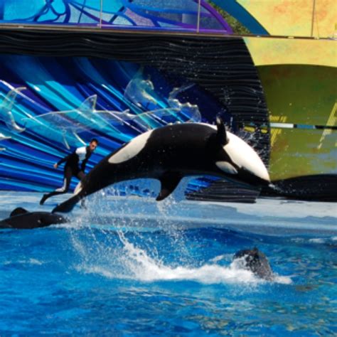 Sea World | Sea world, Marine animals, Animals