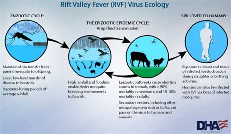 What Is Rift Valley Fever? | Healthtian