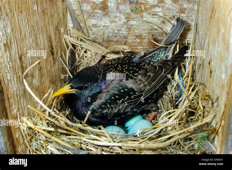 Starling Bird Eggs