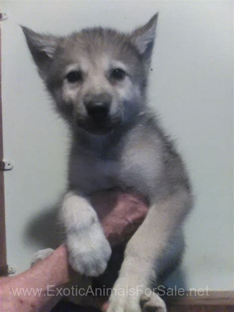 Arctic Wolf Pups for Sale