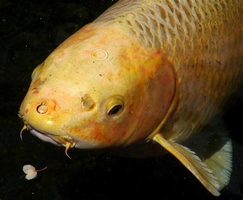 Barbel (anatomy) - Alchetron, The Free Social Encyclopedia