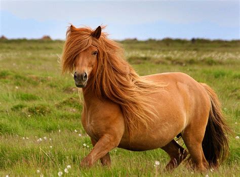 Iceland horse mare | Horses, Icelandic horse, Iceland horses