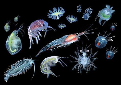 Twitter | Plankton, Microscopic photography, Ocean creatures